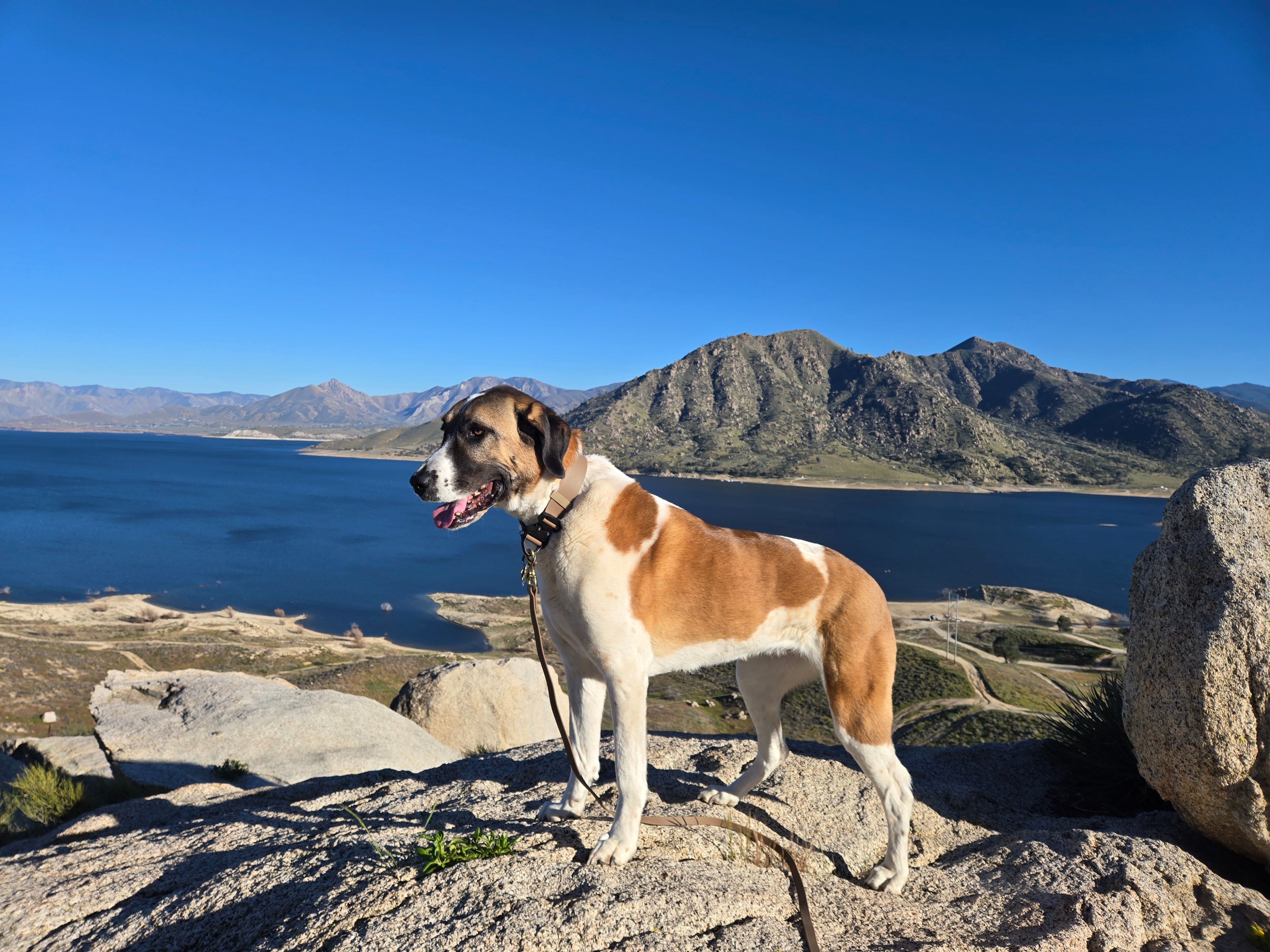 Anatolian Shepherd on a rocky summit overlooking a Sierra Lake, representing Sierra Summit K9's technical gear for all breeds and handlers.